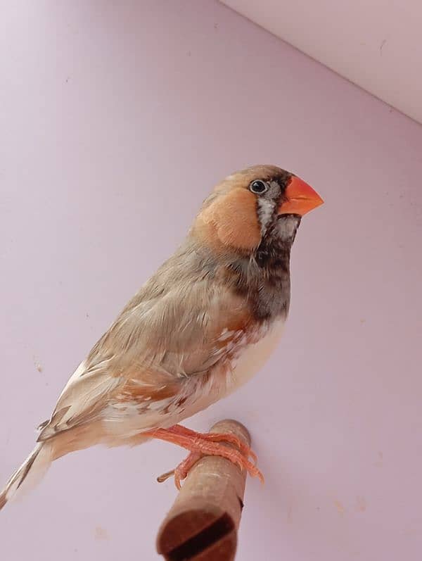 Exhibition Mutation Finch breeder pairs 9