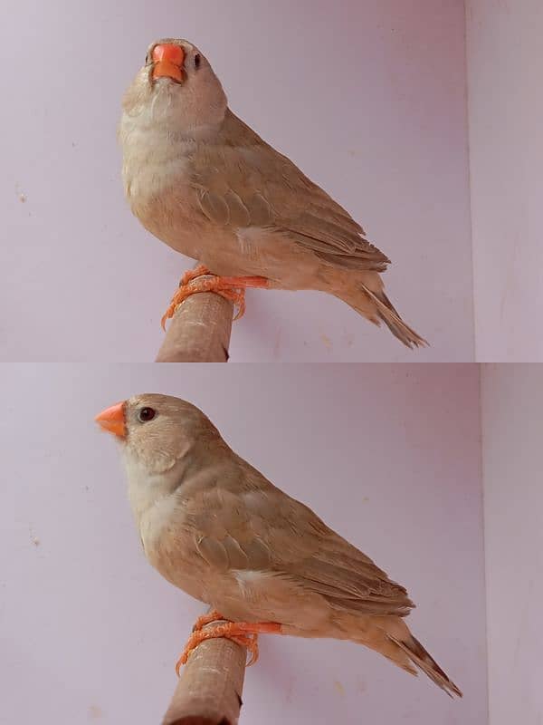 Exhibition Mutation Finch breeder pairs 10