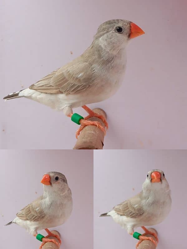 Exhibition Mutation Finch breeder pairs 11