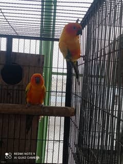 sun conure