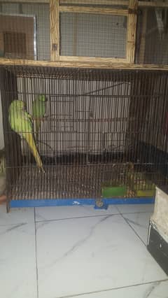 Ringneck Gaani Wala Talking Parot  Pair With Metal Cage