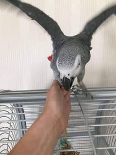 African grey parrot 03254153219