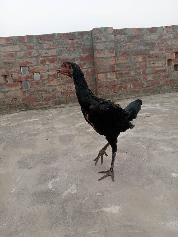 aseel tratpakoye breed 1