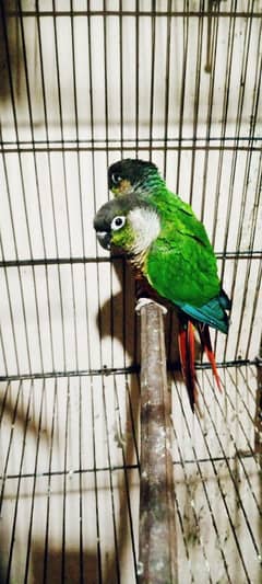 conure