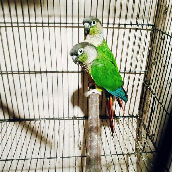 conure pair with red factor 2