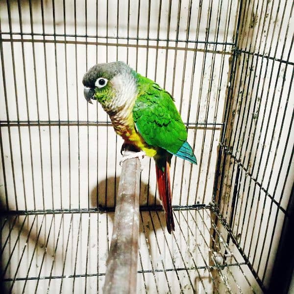 conure pair with red factor 4