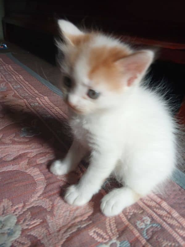 genuine Persian kittens available 3