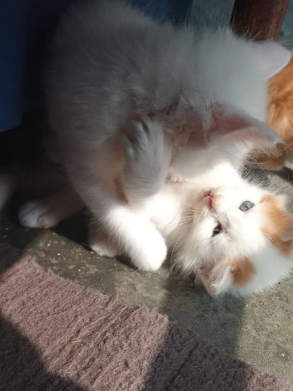 genuine Persian kittens available 4