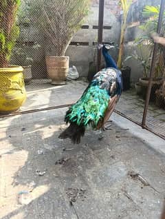 Peacock Male Breeder