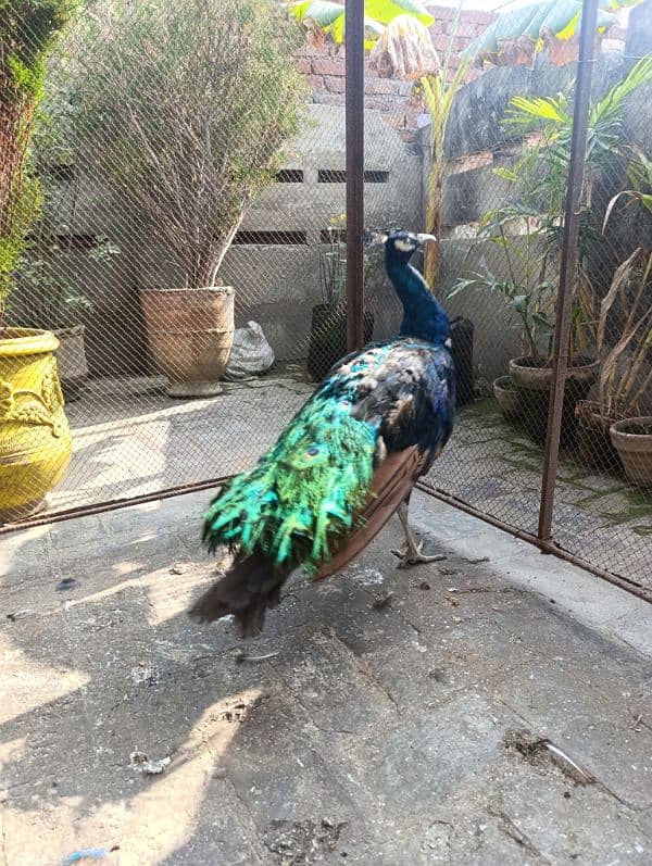 Peacock Male Breeder 1