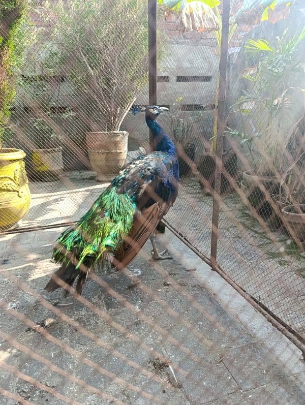 Peacock Male Breeder 2