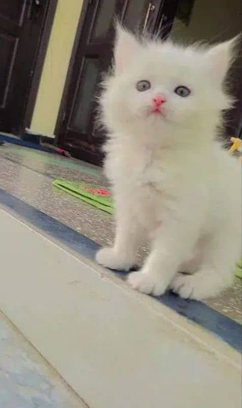 beautiful female kitten for sale 0