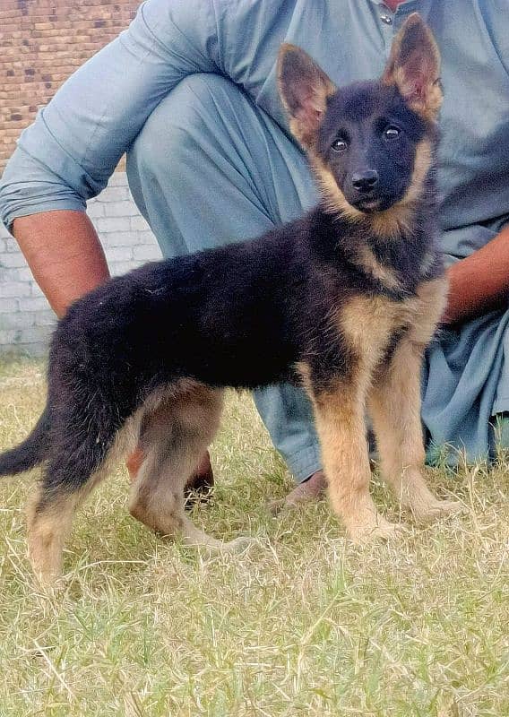 German Shepherd long coat female available 0