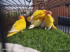 cremino, albino love birds