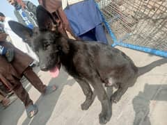 gsd dog Jarman shapard double kot urgent sale 3teen manth ka hai