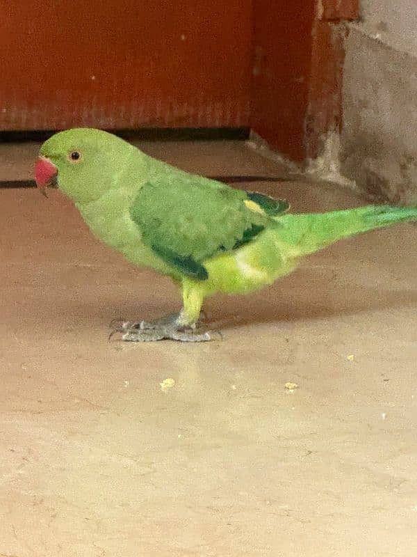 green Parrots for sale in 7000rps 2