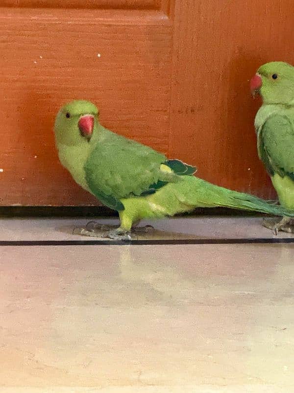 green Parrots for sale in 7000rps 3