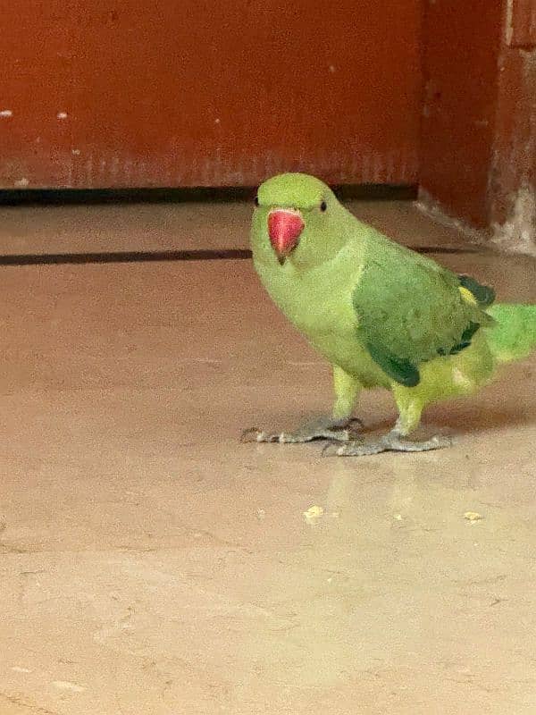 green Parrots for sale in 7000rps 4