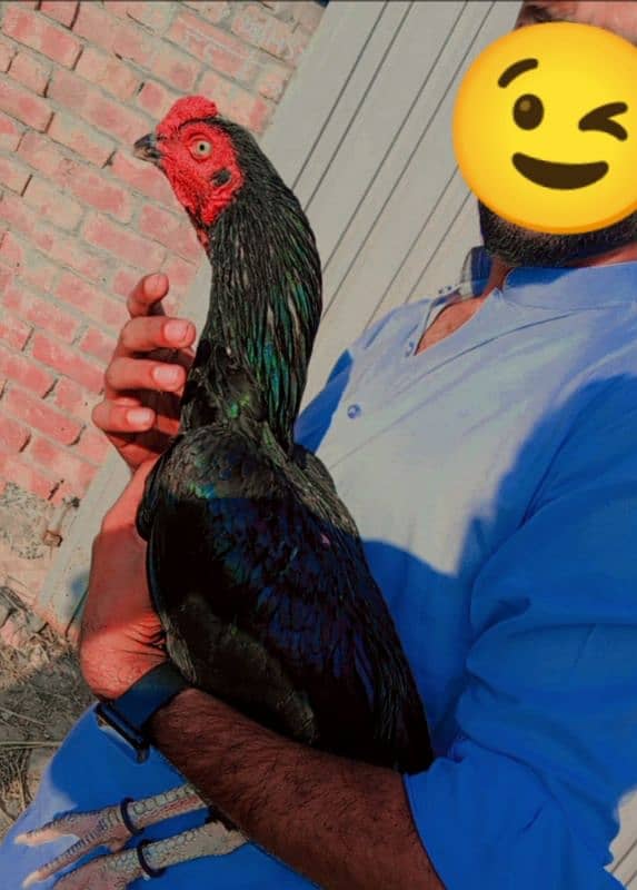 aseel patha thai+lasani 100% quality bird 1