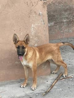 Belgium shepherd dog for sale