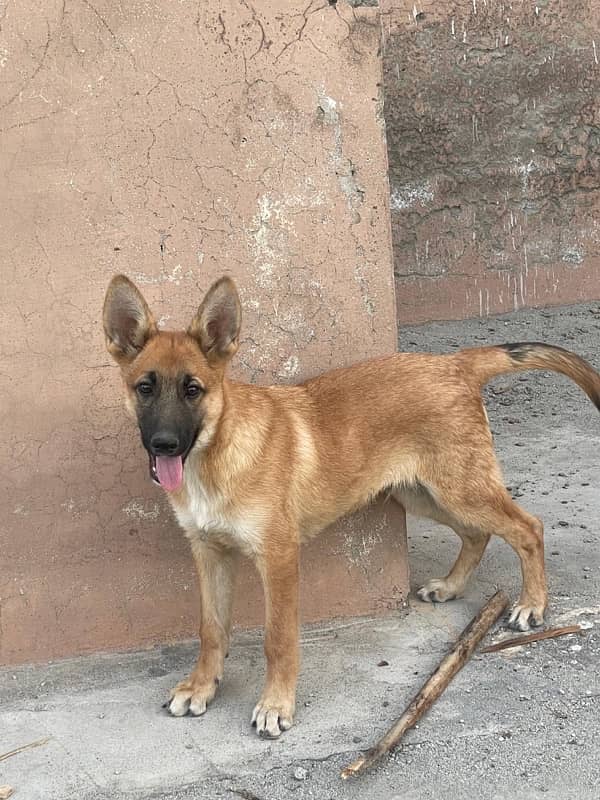 Belgium shepherd dog for sale 0