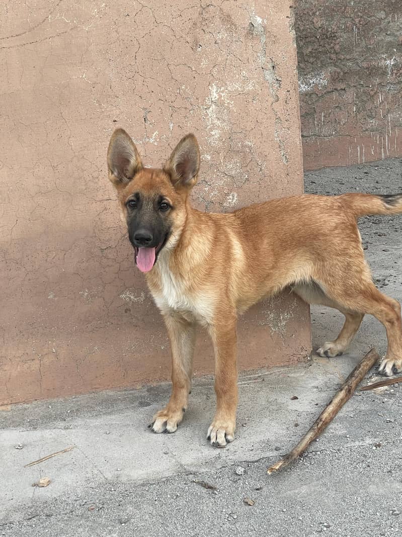 Belgium shepherd dog for sale 1