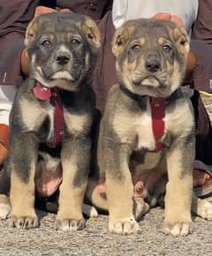 Afghan Kuchi | Afghan Kuch puppies for sale  | Afghan Kuchi dog |puppy