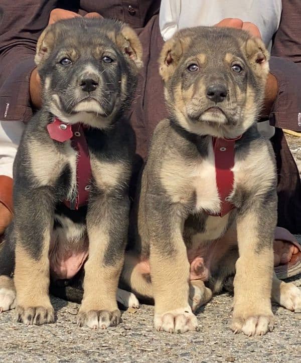 Afghan Kuchi | Afghan Kuch puppies for sale  | Afghan Kuchi dog |puppy 0