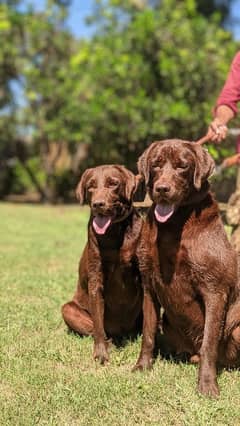 Pair chocolate Labradors