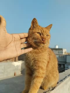 Ginger Cat.