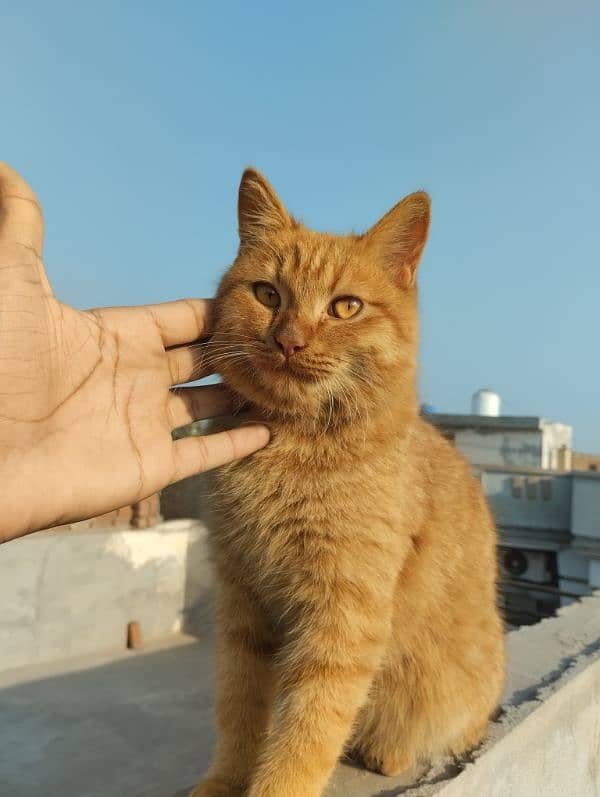 Ginger Cat. 2