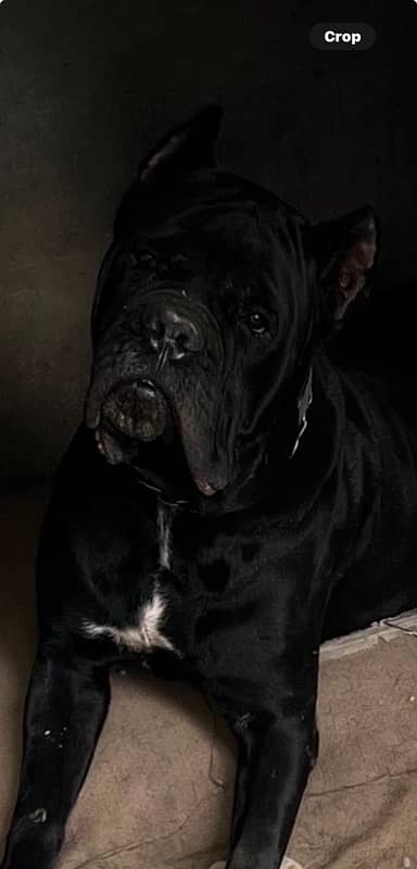 highest quality cane corso puppies 0