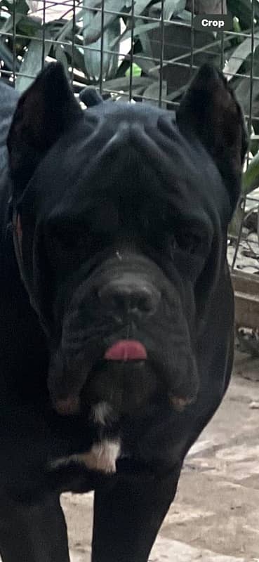 highest quality cane corso puppies 1