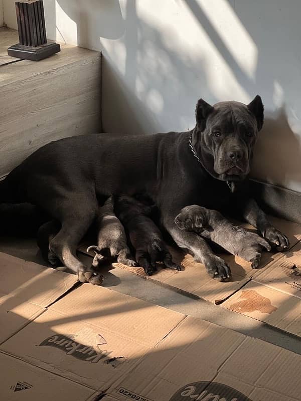 highest quality cane corso puppies 3