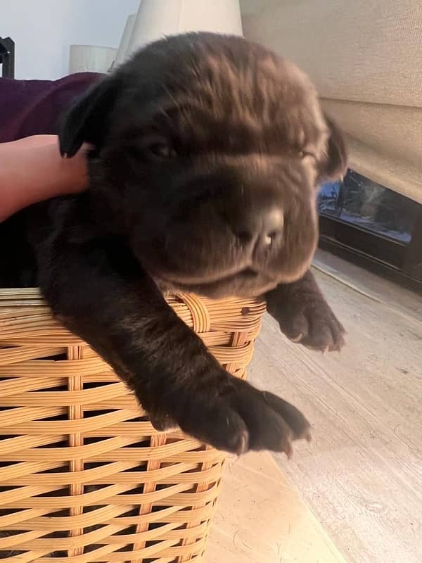 highest quality cane corso puppies 4