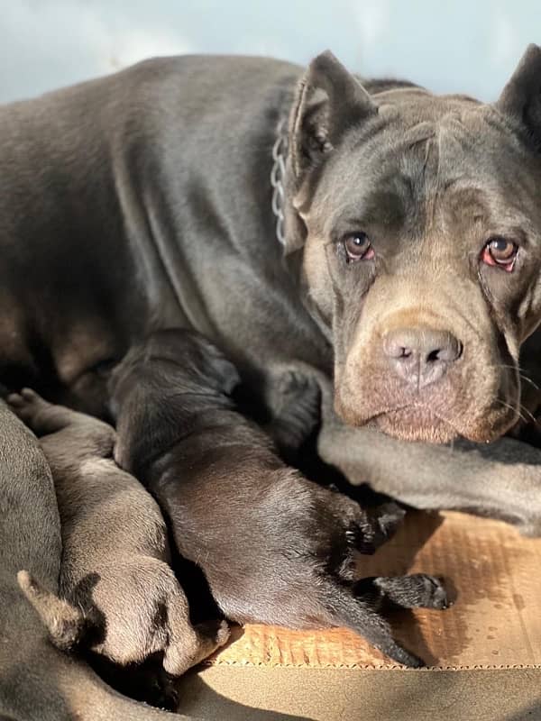 highest quality cane corso puppies 5