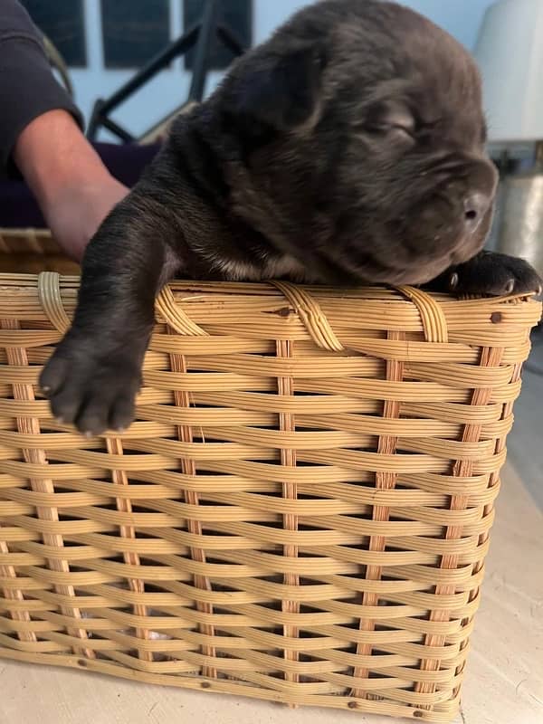 highest quality cane corso puppies 6