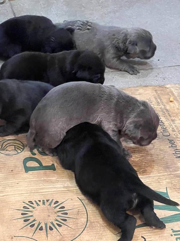 highest quality cane corso puppies 9