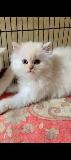 Persian cat for sale or female my WhatsApp 03230097122