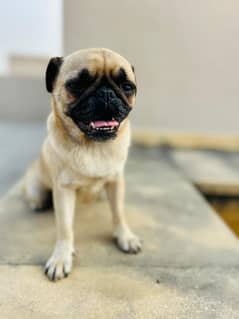 Pug Friendly Dog