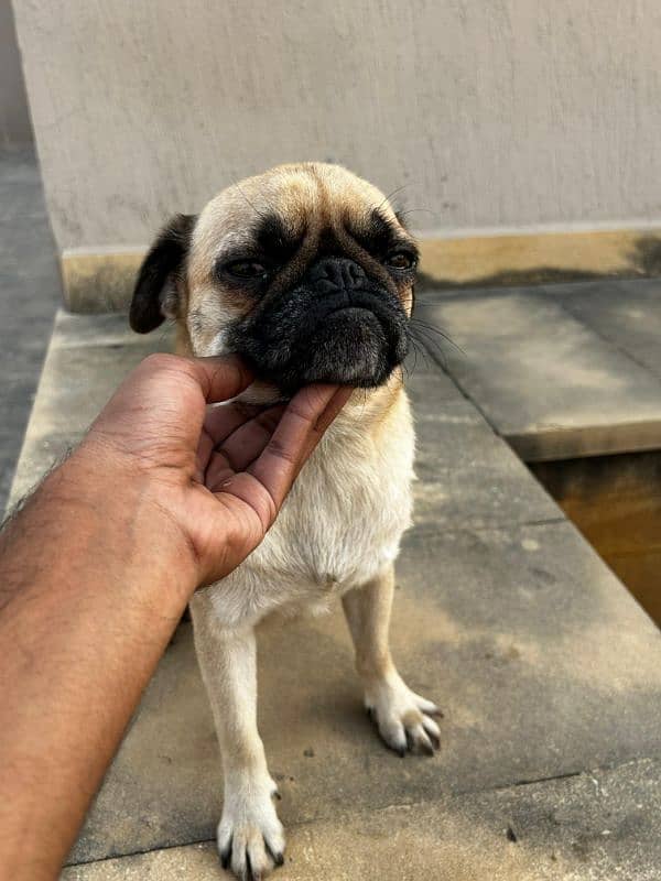 Pug Friendly Dog 4