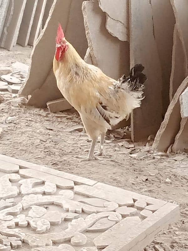 beautiful breeder Desi rooster 0