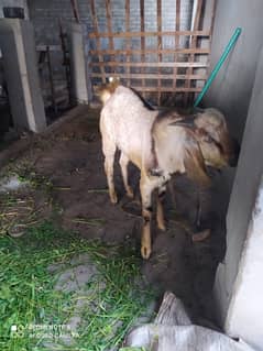 breeder bakra