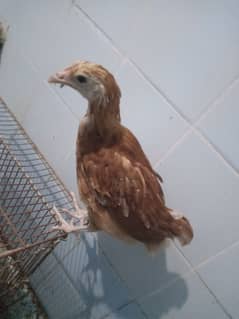 selling a 1 month hen