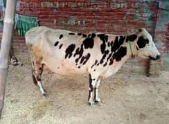 Walati nasal Cow ( 03288818950 )