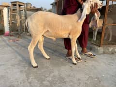 larkana/ Sardoga dumbay