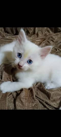 persian kitten for sale