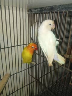 Love birds Breader piare