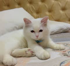 Persian male kitten