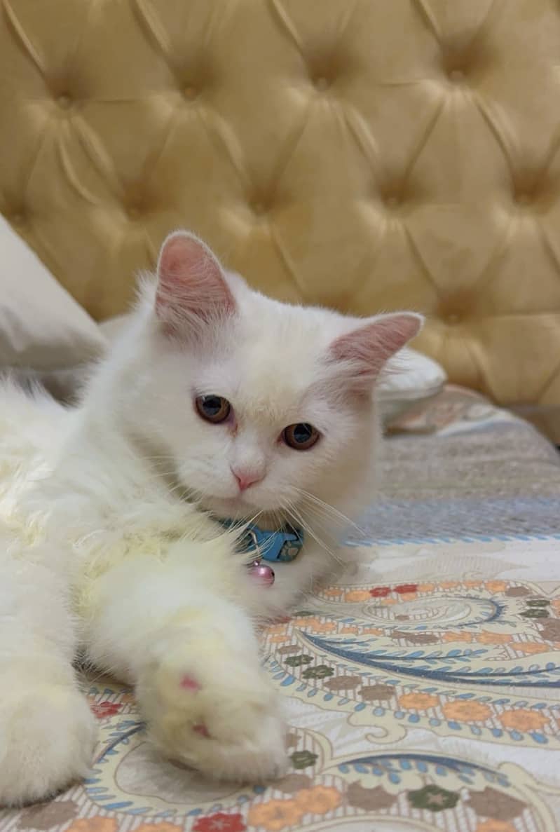 Persian male kitten 1